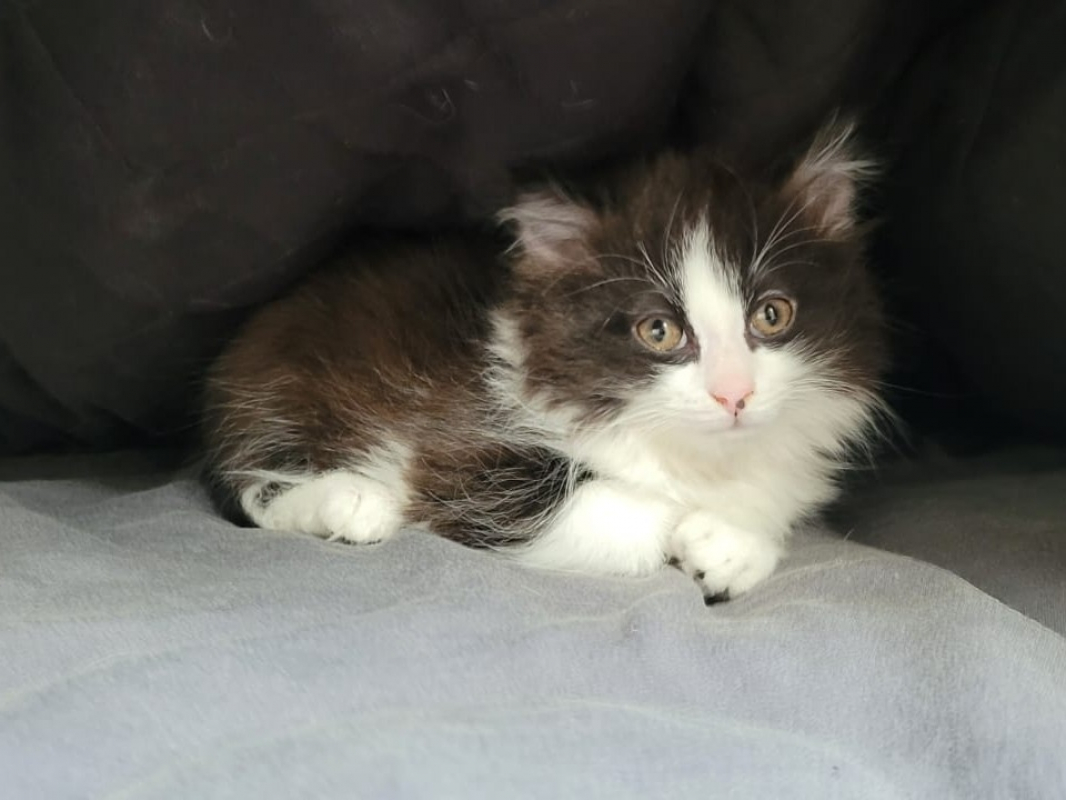 Photo #2 de Balia