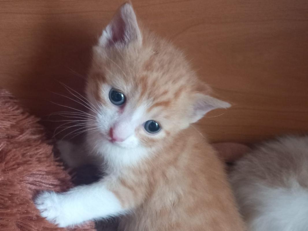 Photo de Boromir