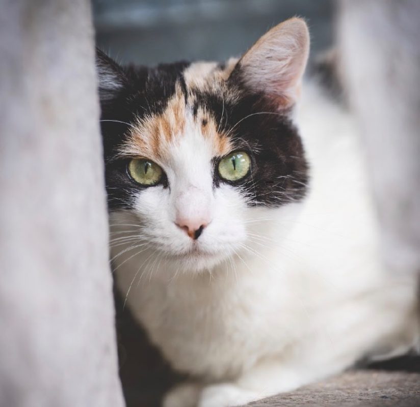 Rama - Chat Européen à adopter