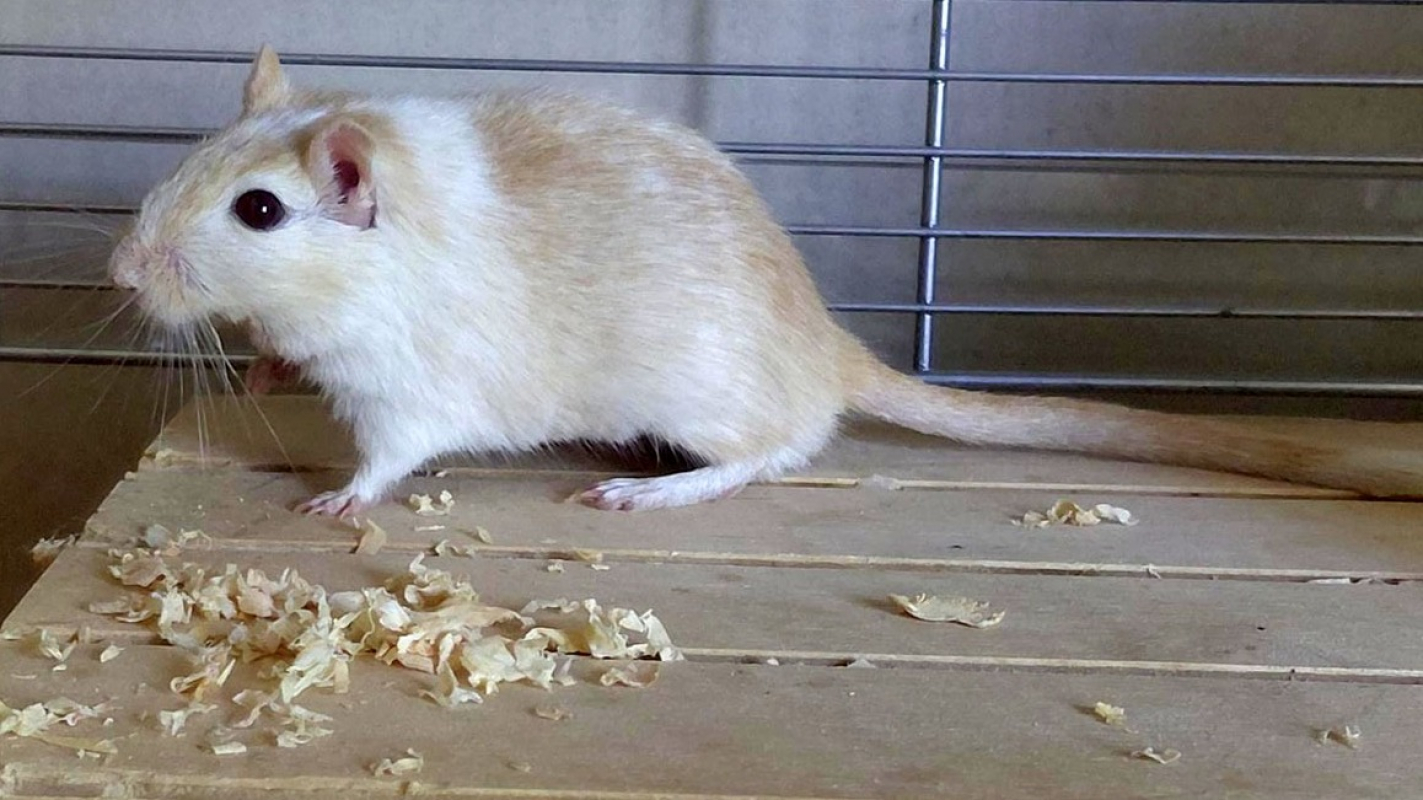Photo #1 de Caramel