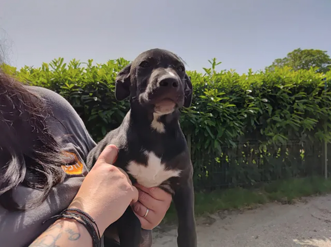 Photo #2 de Lola