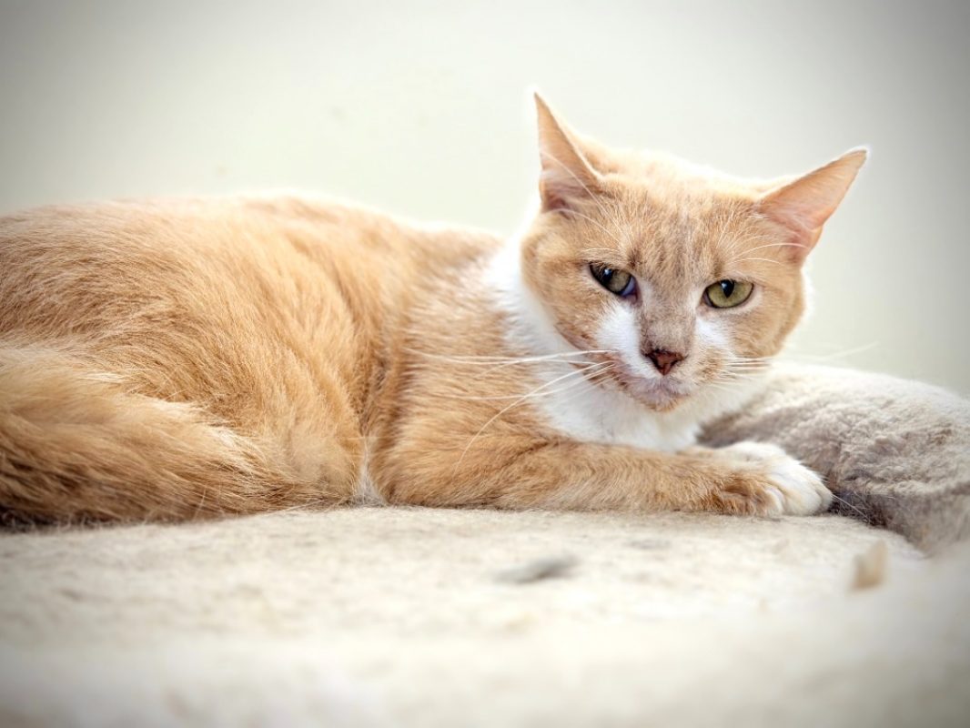 Sequoia - Chat Européen à adopter