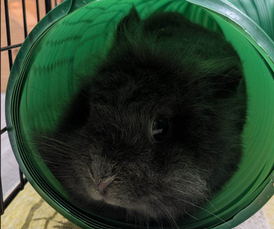 Photo #8 de Susan
