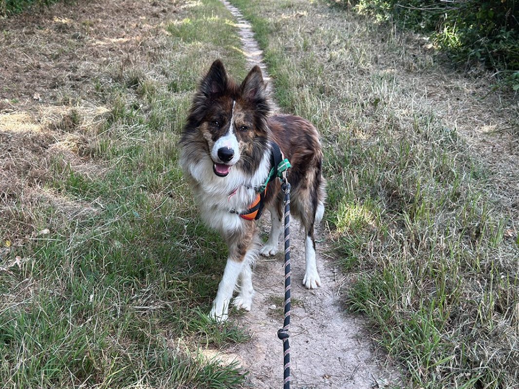 Gaston - Chien Border Collie à adopter