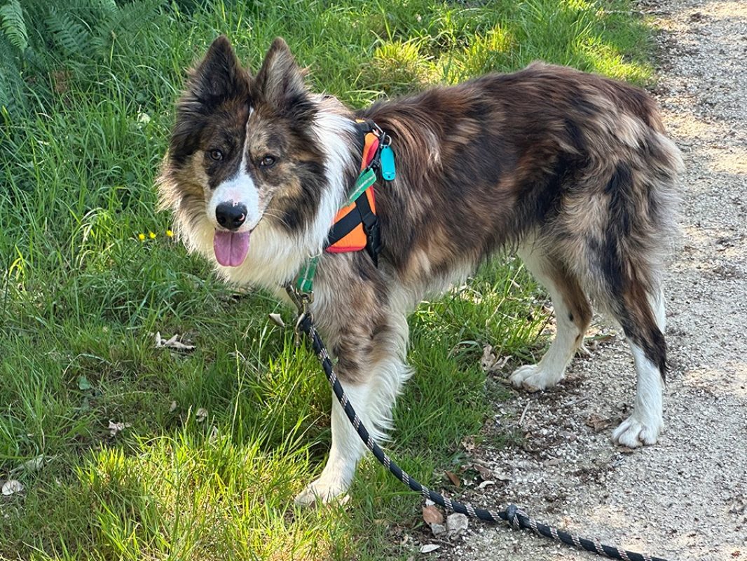 Gaston - Chien Border Collie à adopter - photo 2