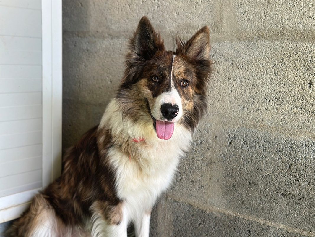 Gaston - Chien Border Collie à adopter - photo 3