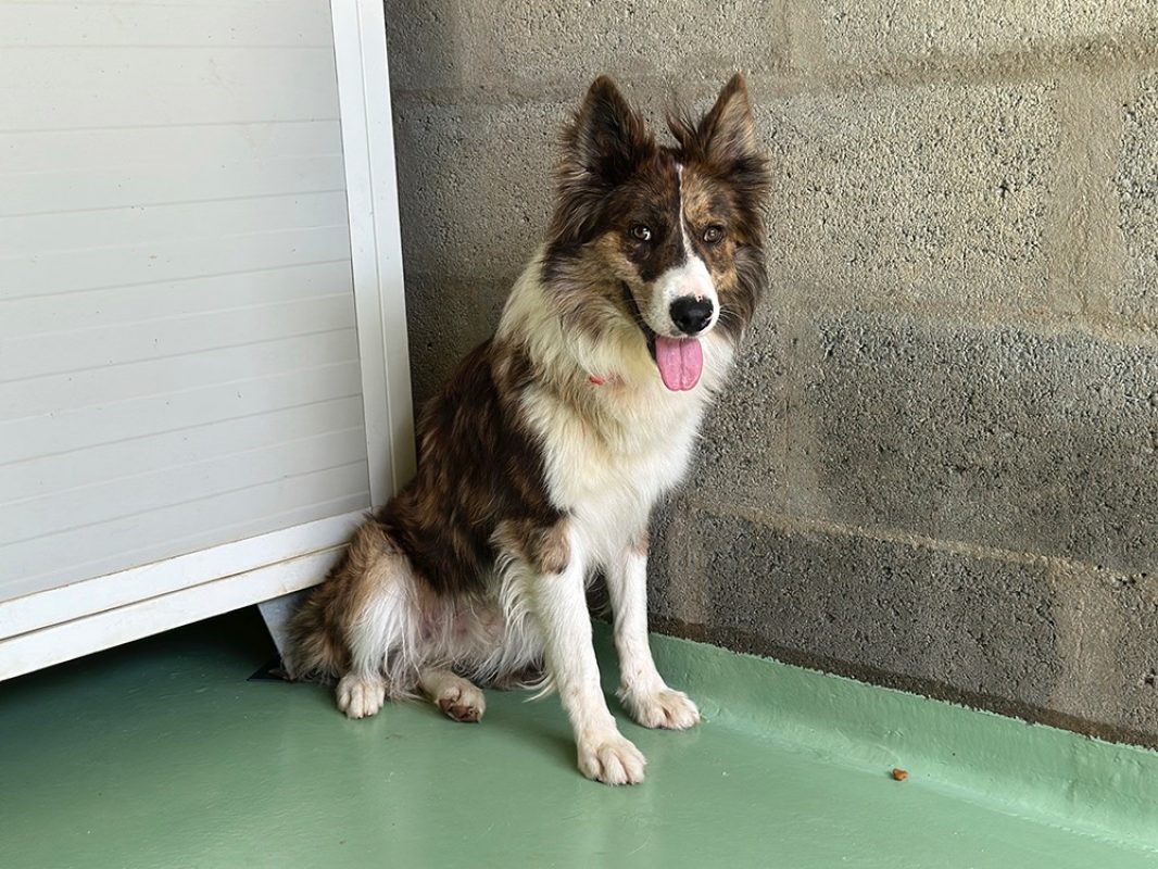 Gaston - Chien Border Collie à adopter - photo 4