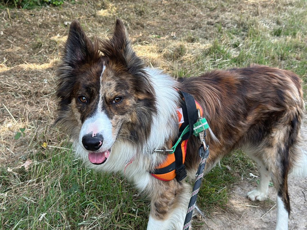 Gaston - Chien Border Collie à adopter - photo 5