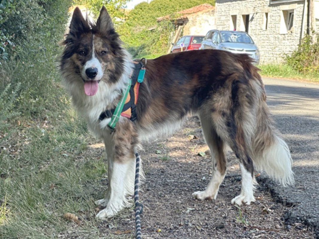 Gaston - Chien Border Collie à adopter