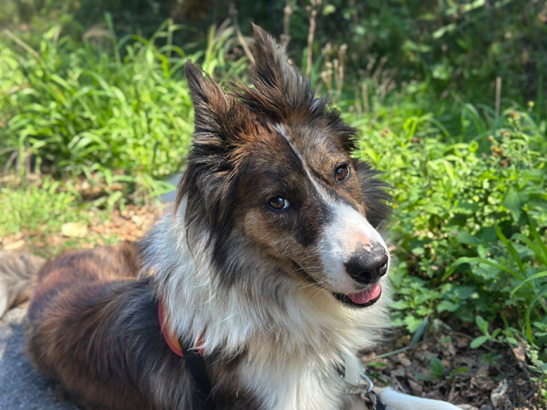 Gaston - Chien Border Collie à adopter - photo 2