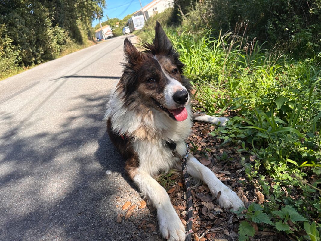 Gaston - Chien Border Collie à adopter - photo 8