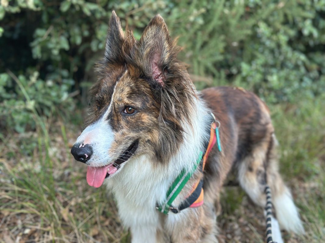 Gaston - Chien Border Collie à adopter - photo 9