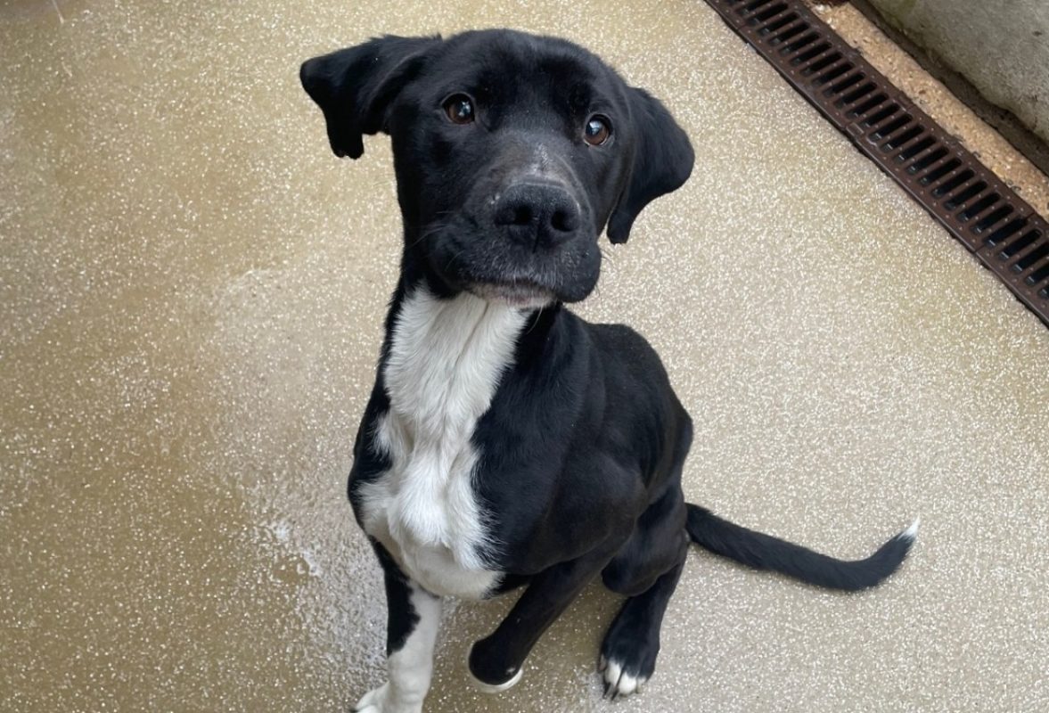 Sharl - Chien à adopter