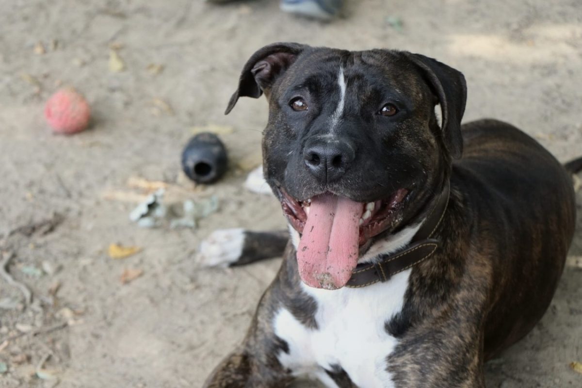 Rocco - Chien à adopter
