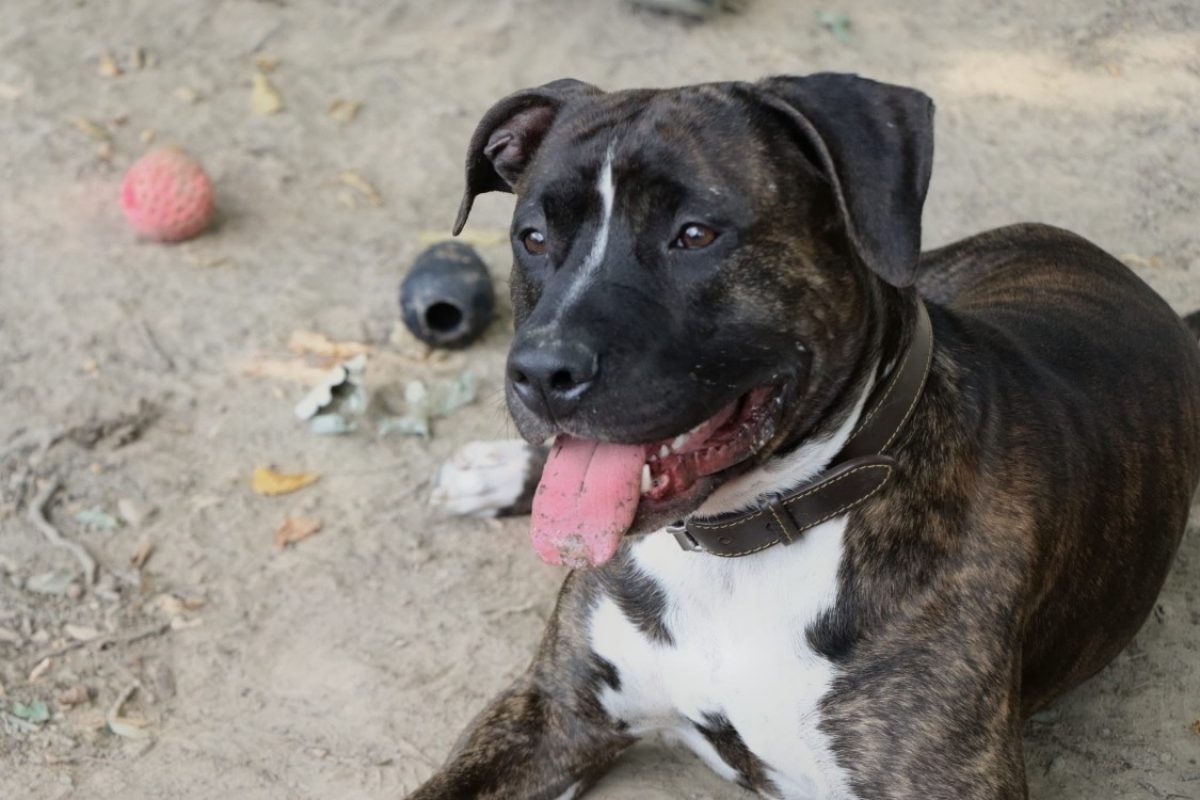Rocco - Chien à adopter - photo 2