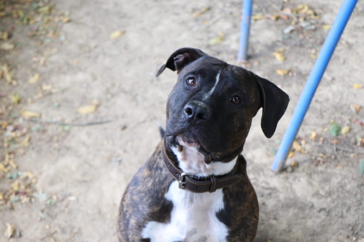 Rocco - Chien à adopter - photo 3