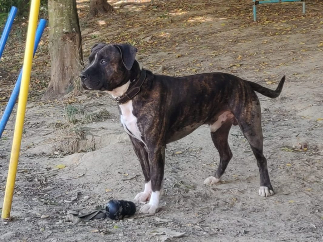 Rocco - Chien à adopter - photo 4