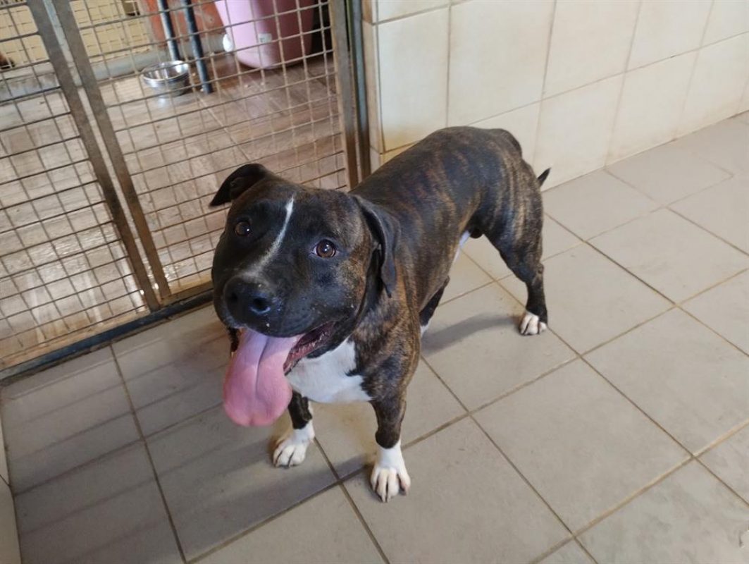 Rocco - Chien à adopter - photo 5