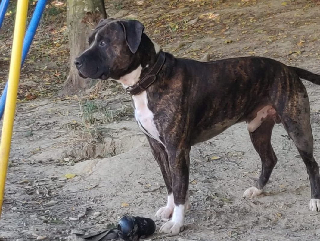 Rocco - Chien à adopter - photo 6
