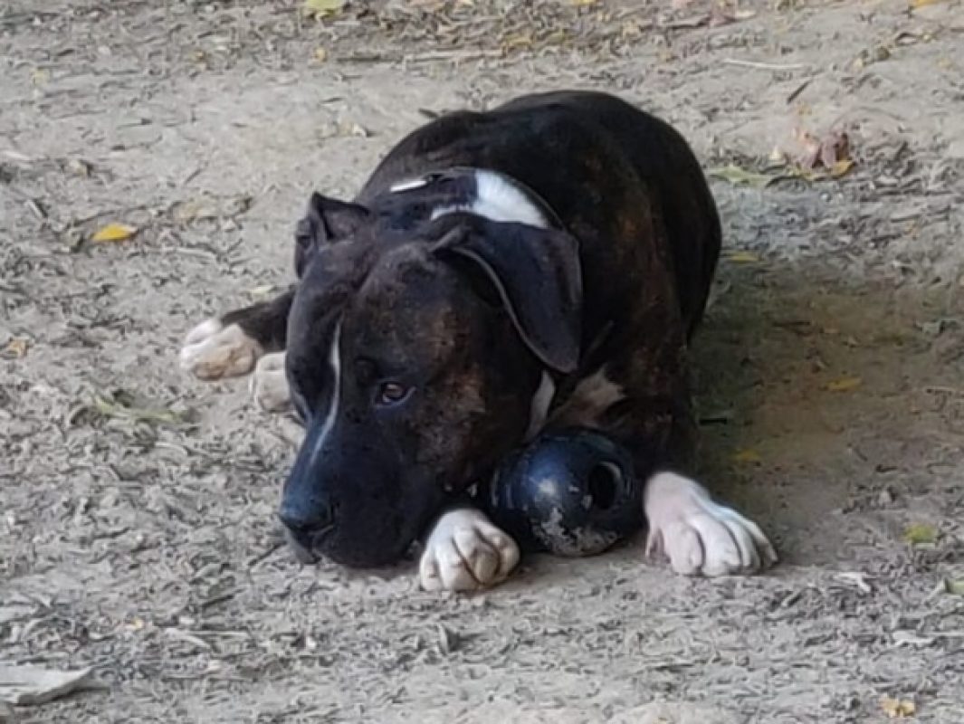 Rocco - Chien à adopter - photo 7