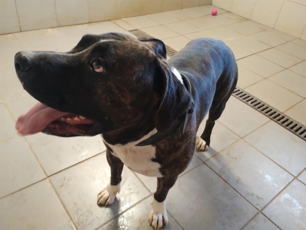 Rocco - Chien à adopter - photo 8