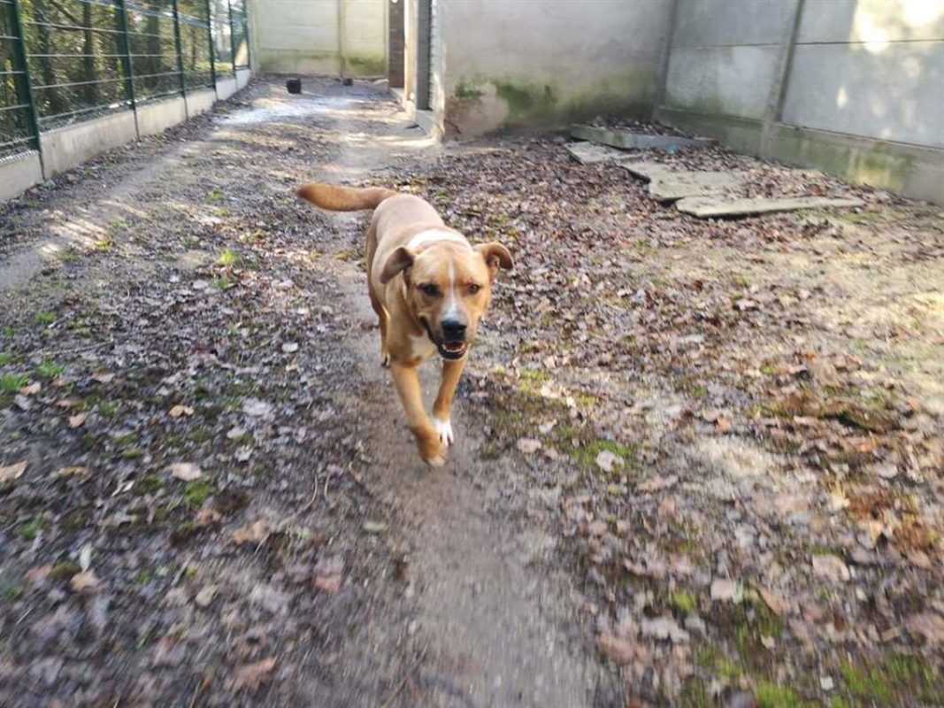 Minus - Chien à adopter - photo 8