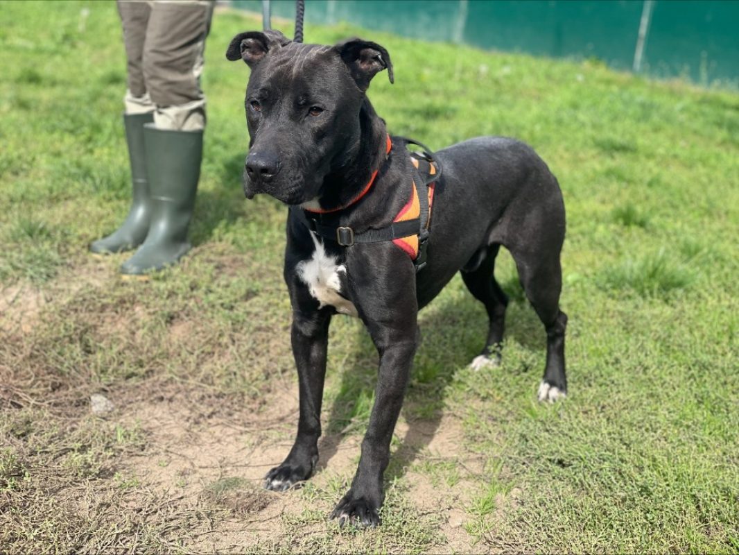 L'artist - Chien à adopter - photo 2