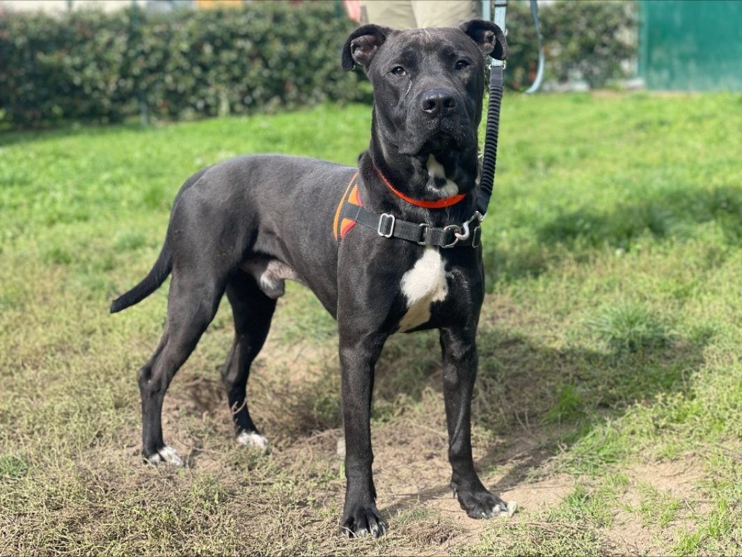 L'artist - Chien à adopter - photo 3
