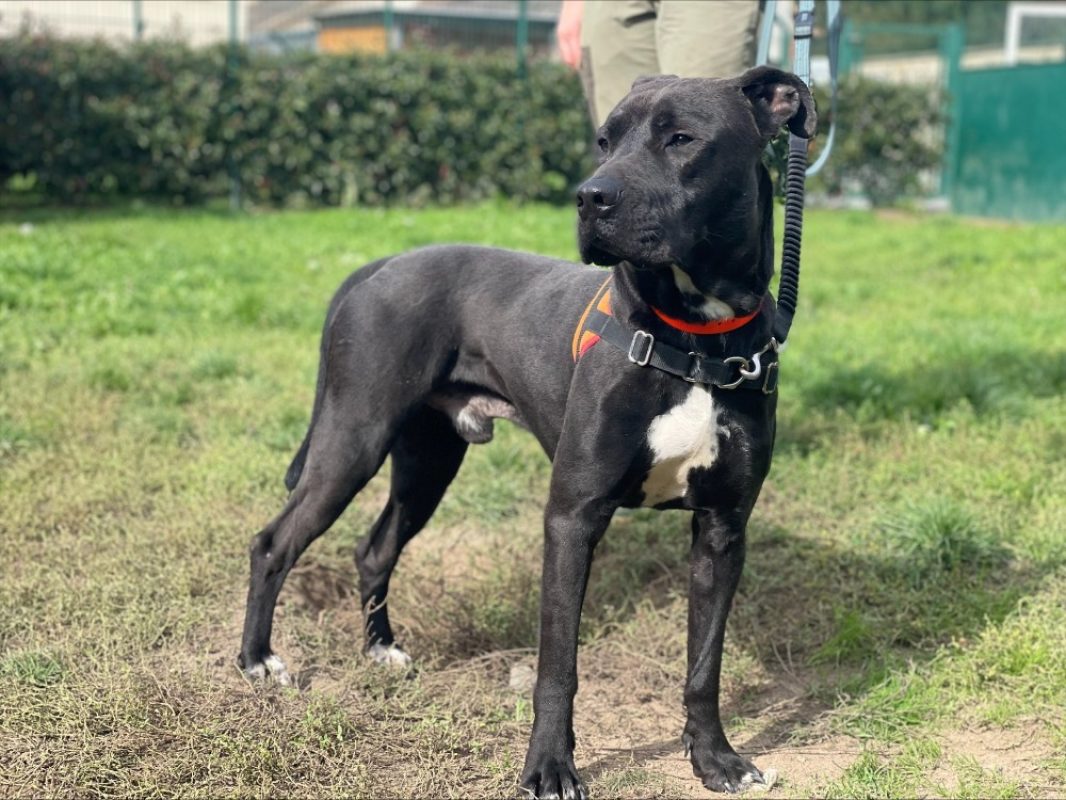 L'artist - Chien à adopter - photo 4