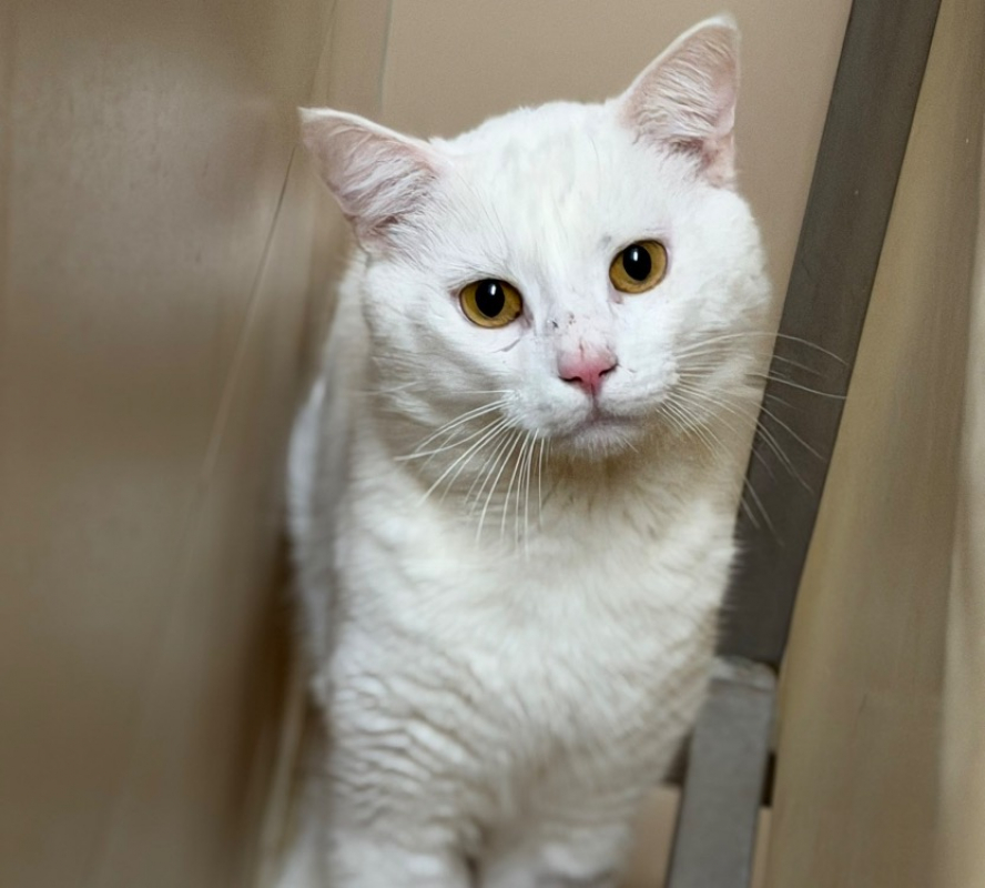 Photo de Coton