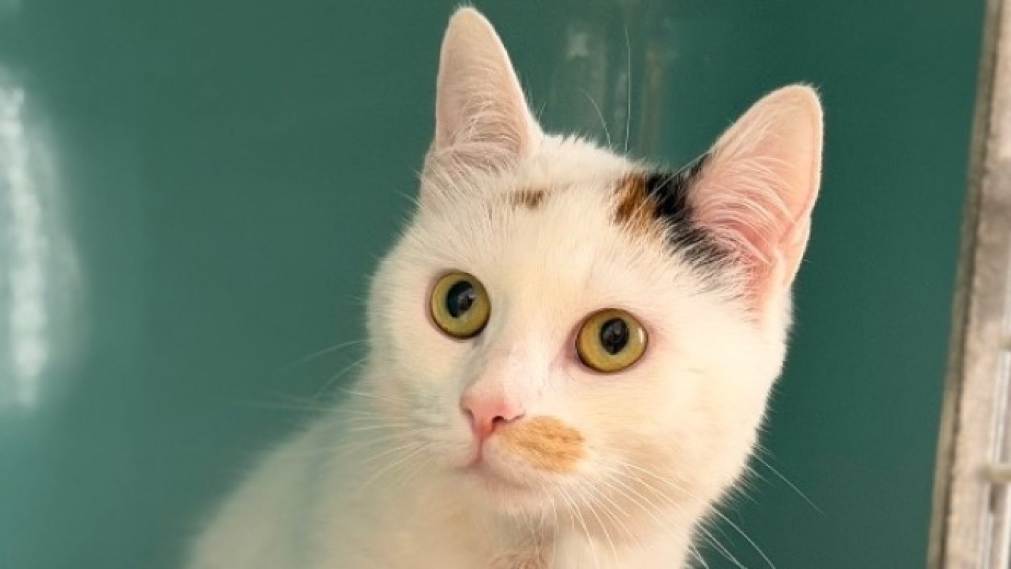 Photo de Pirouette