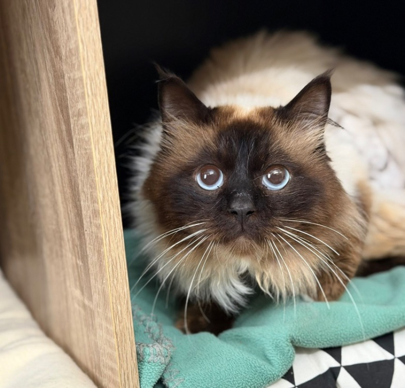 Photo de Simba