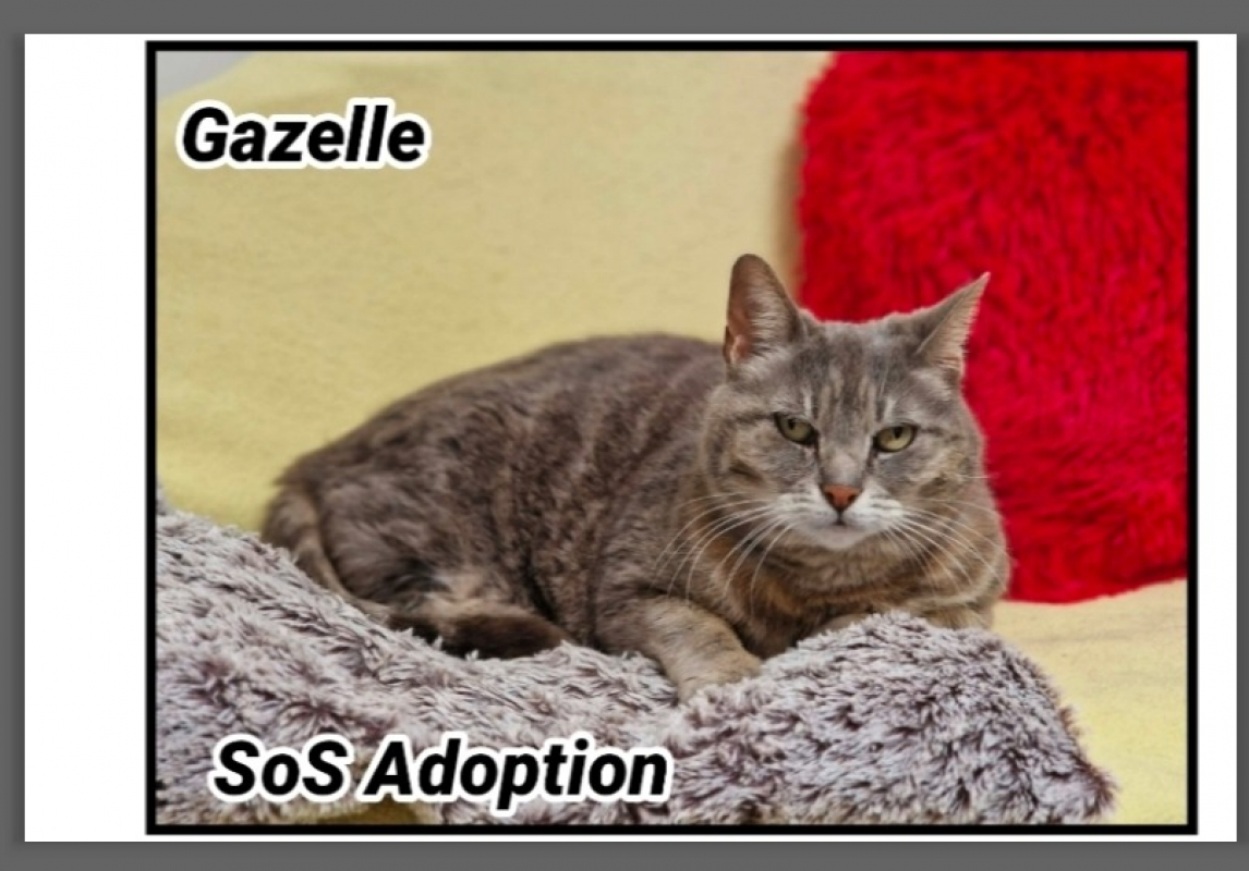 Photo de Gazelle