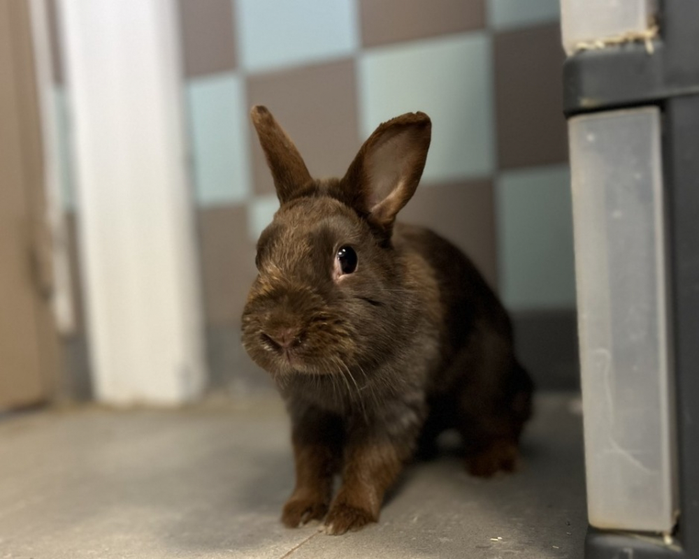 Photo de Brownie