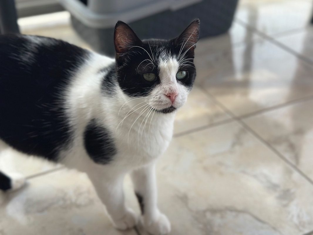 Ondine - Chat Européen à adopter