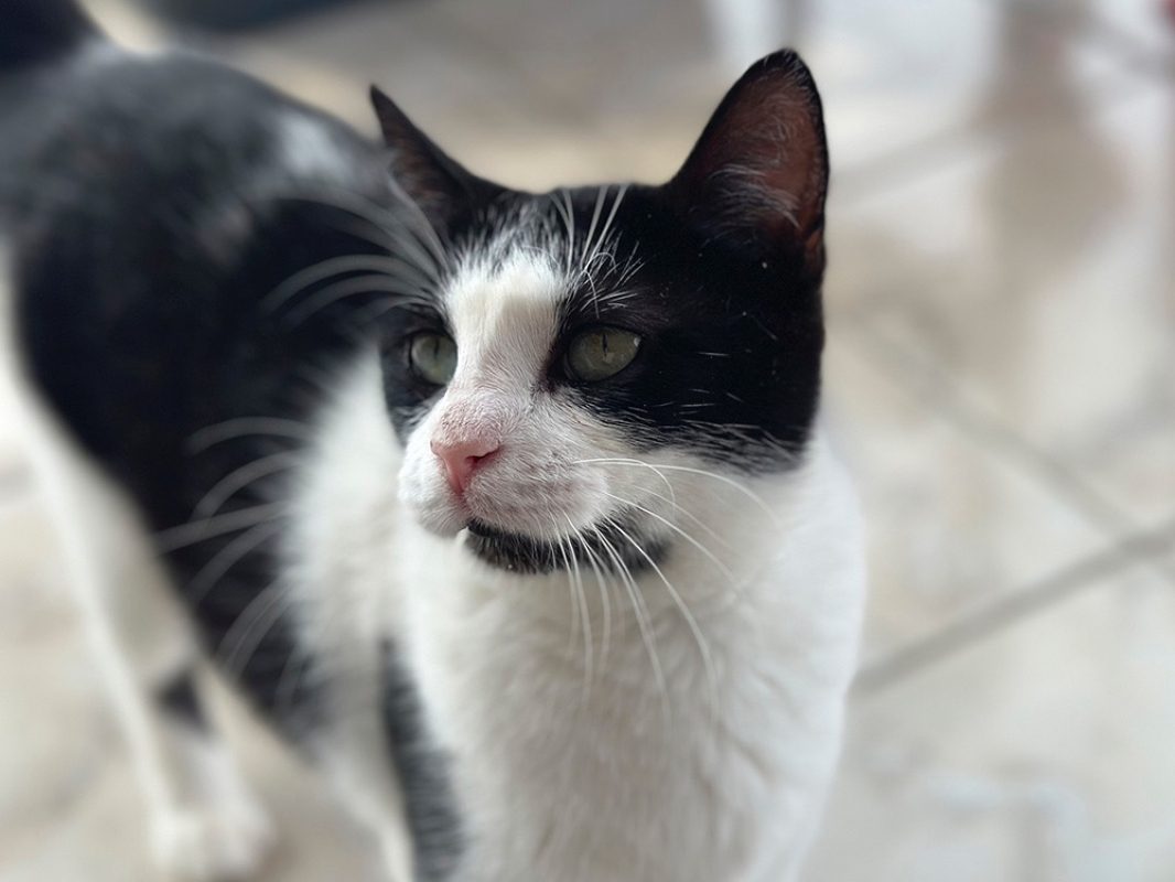Ondine - Chat Européen à adopter - photo 2