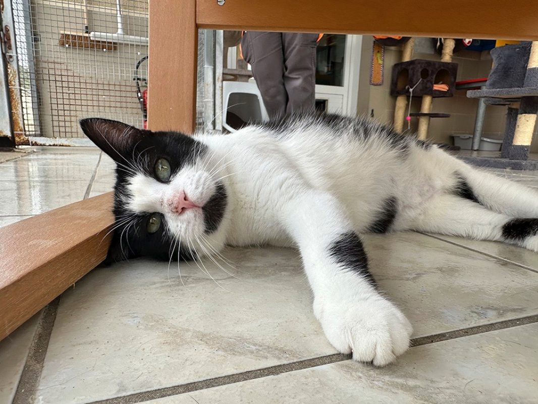 Ondine - Chat Européen à adopter - photo 3