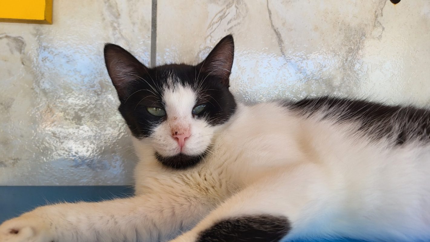 Ondine - Chat Européen à adopter - photo 4