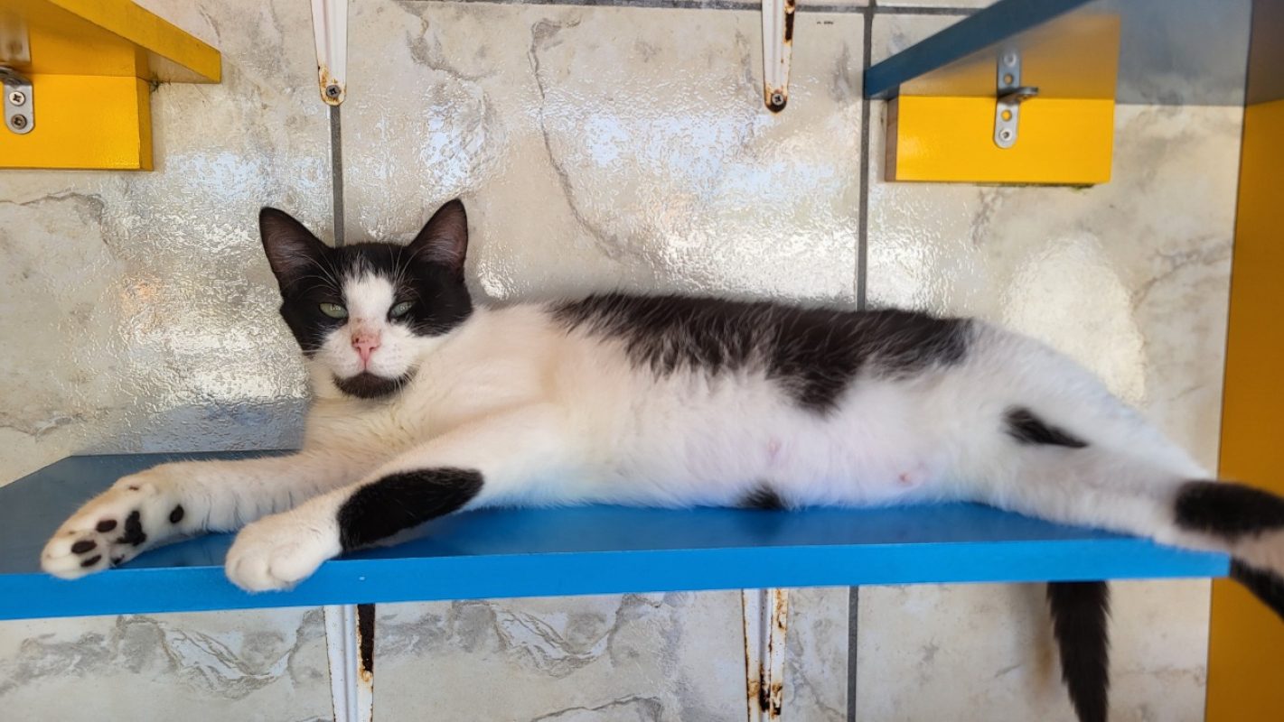 Ondine - Chat Européen à adopter - photo 5