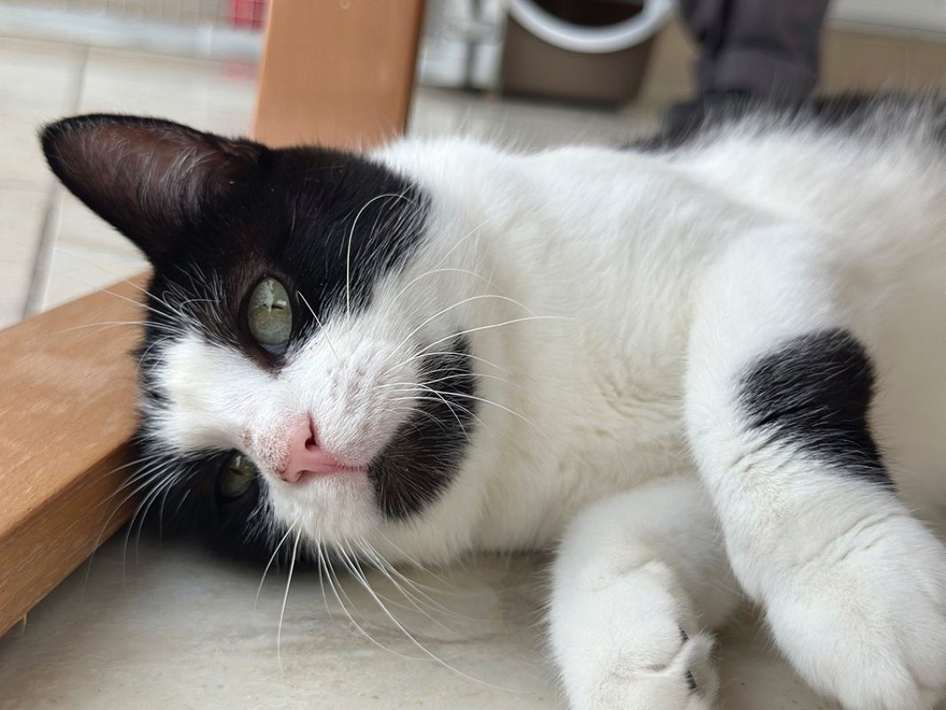 Ondine - Chat Européen à adopter - photo 6