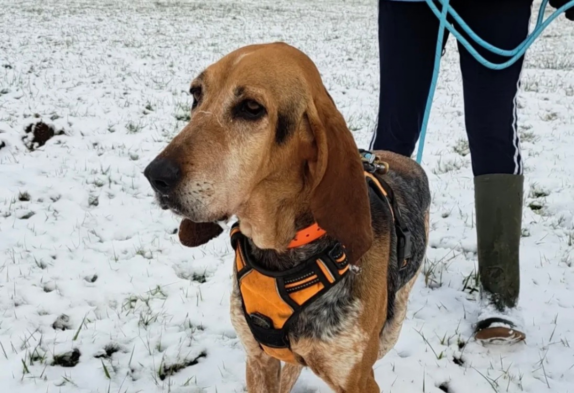 Photo #2 de Mascotte