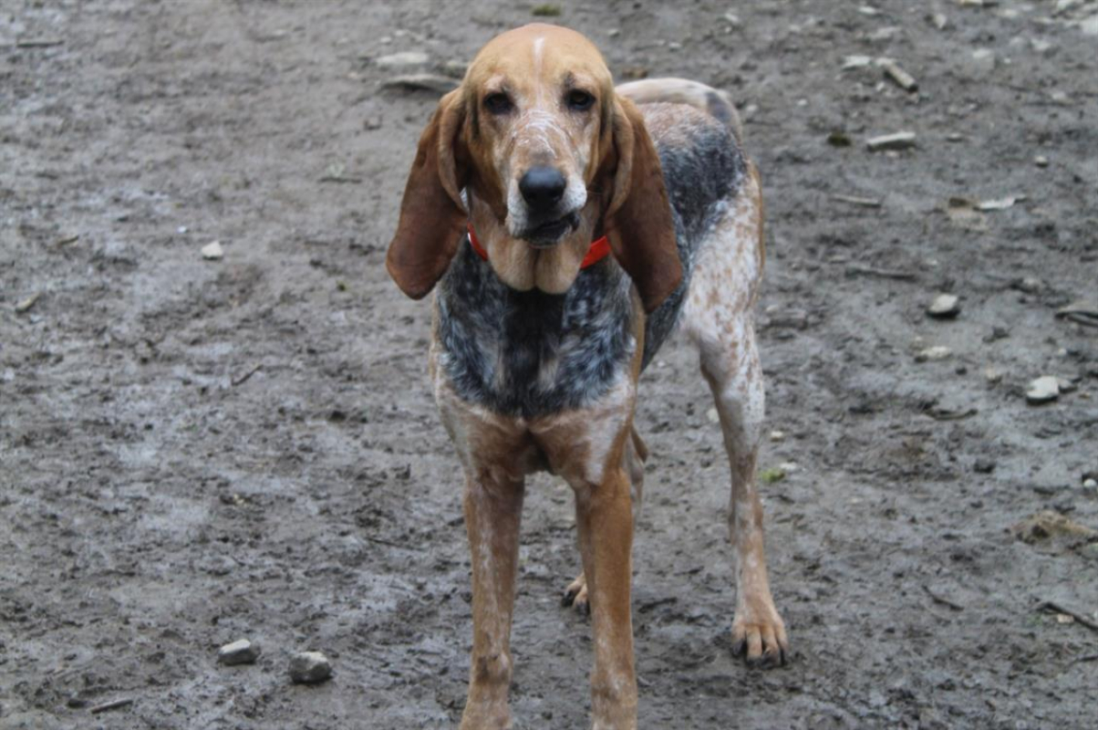 Photo #4 de Mascotte