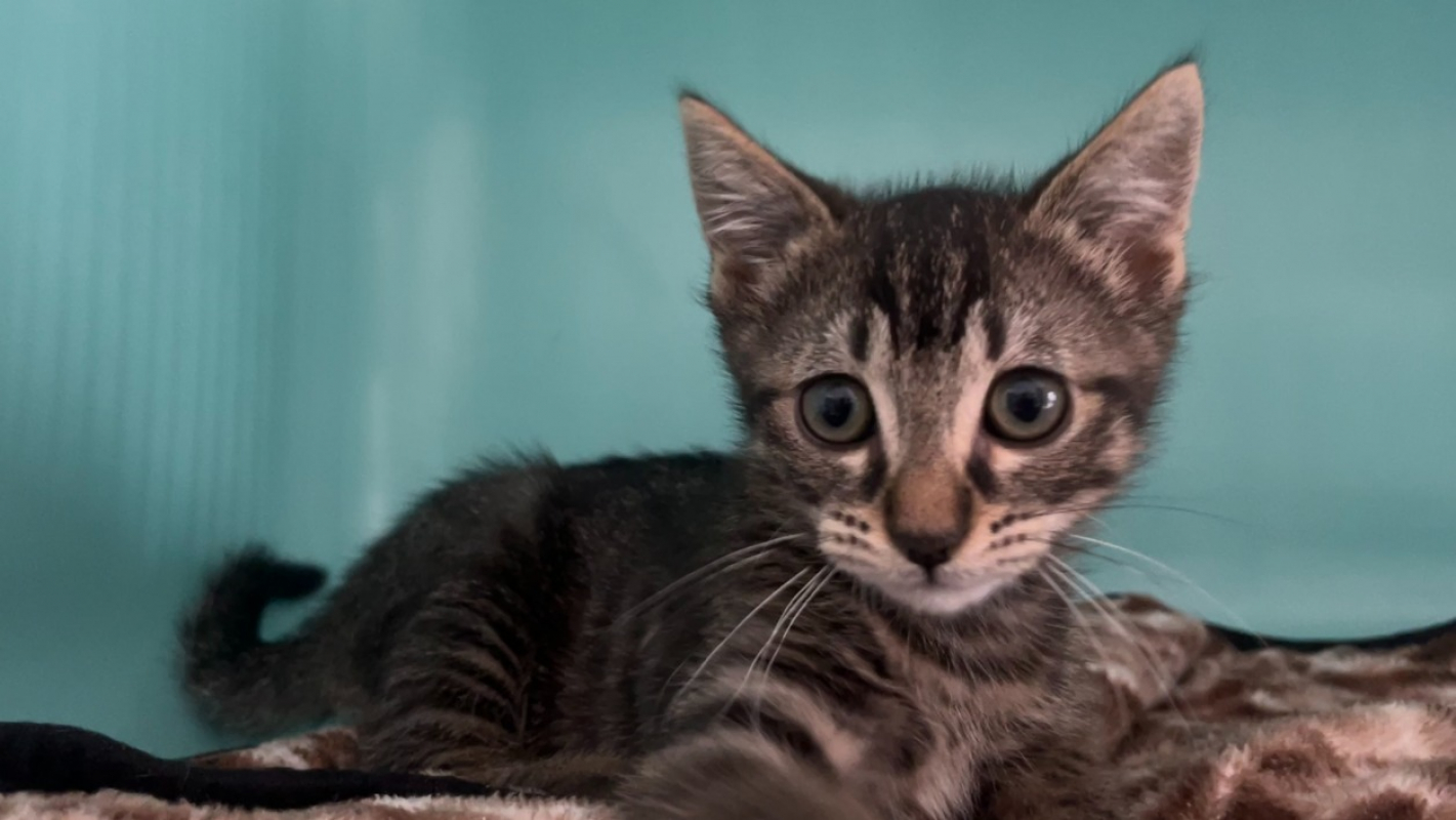 Photo #1 de Otis