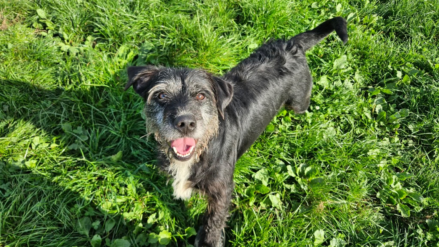 Photo #1 de Cacahuete