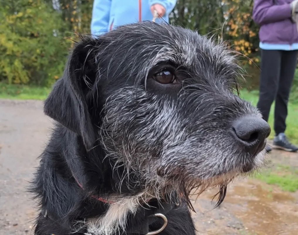 Photo #3 de Cacahuete