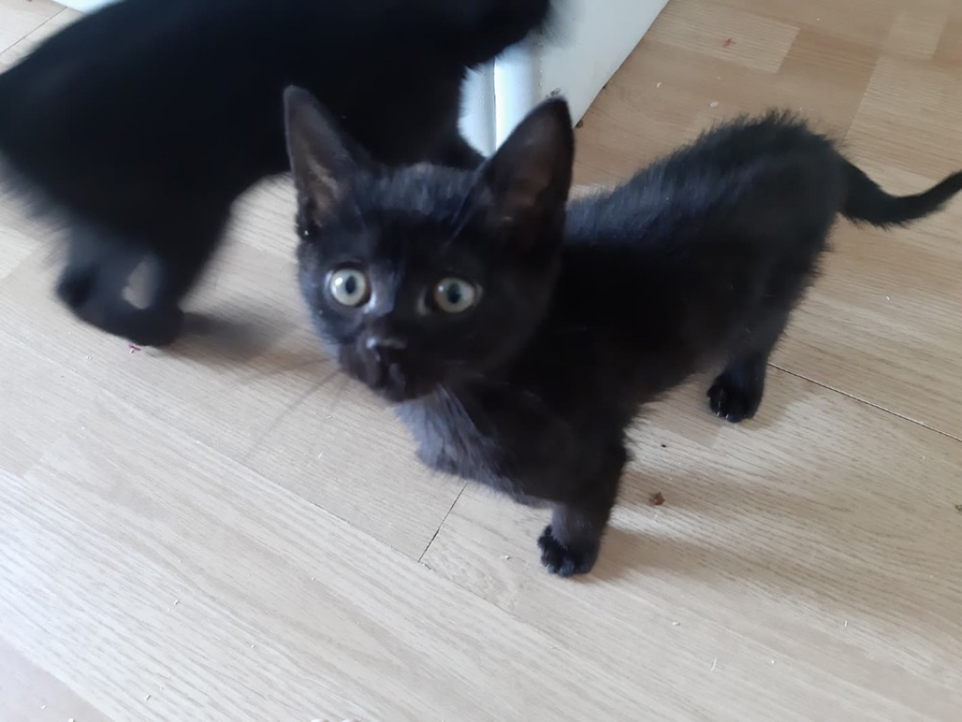 Photo de Thor
