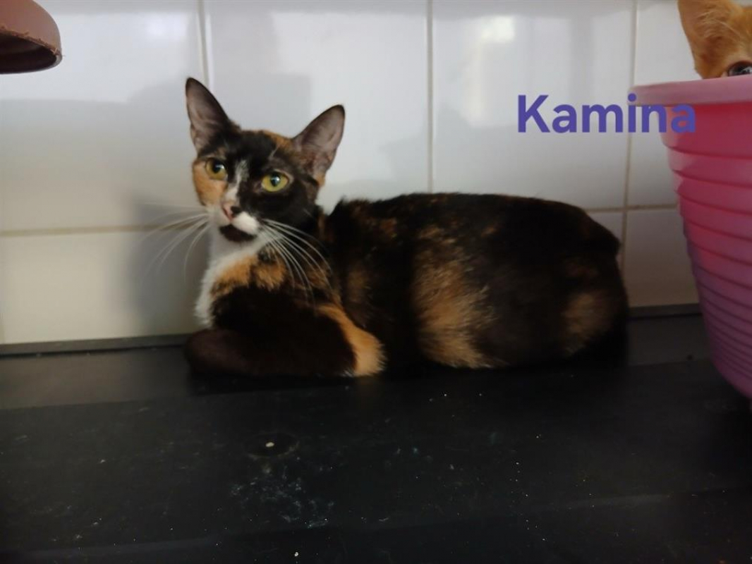 Photo de Kamina