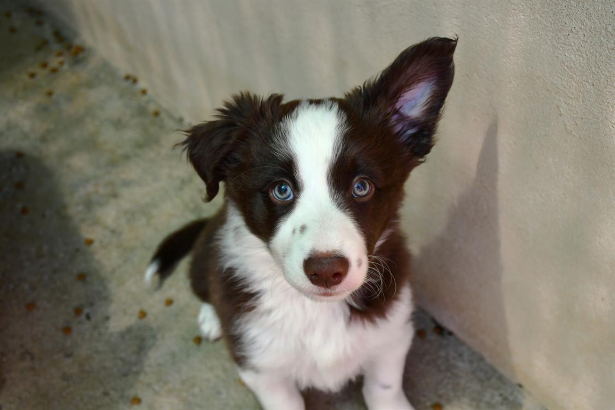 Photo #2 de Achille