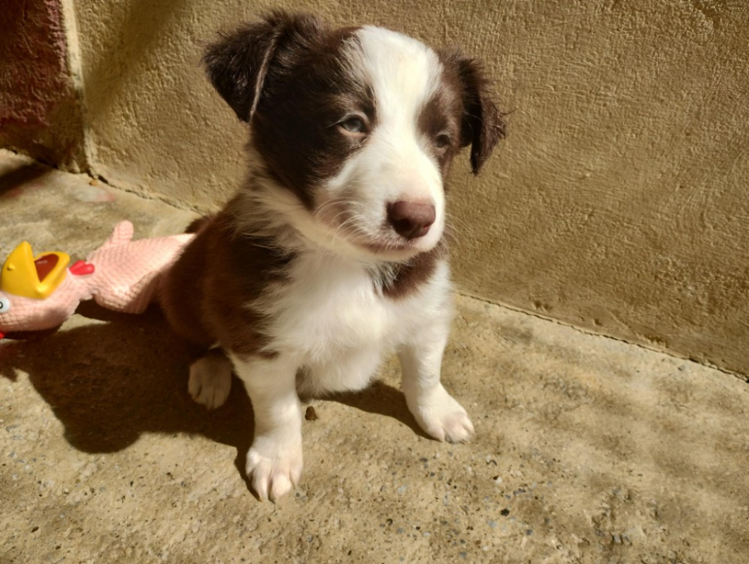 Photo #3 de Achille