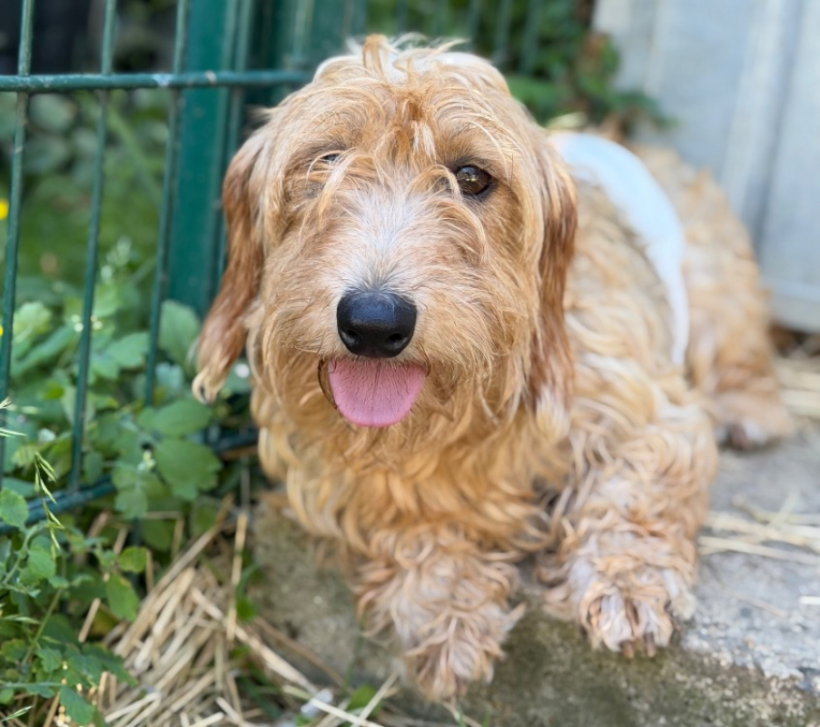 Photo de Tika